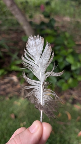 Tawny Frogmouth (Podargus strigoides), photo 6
