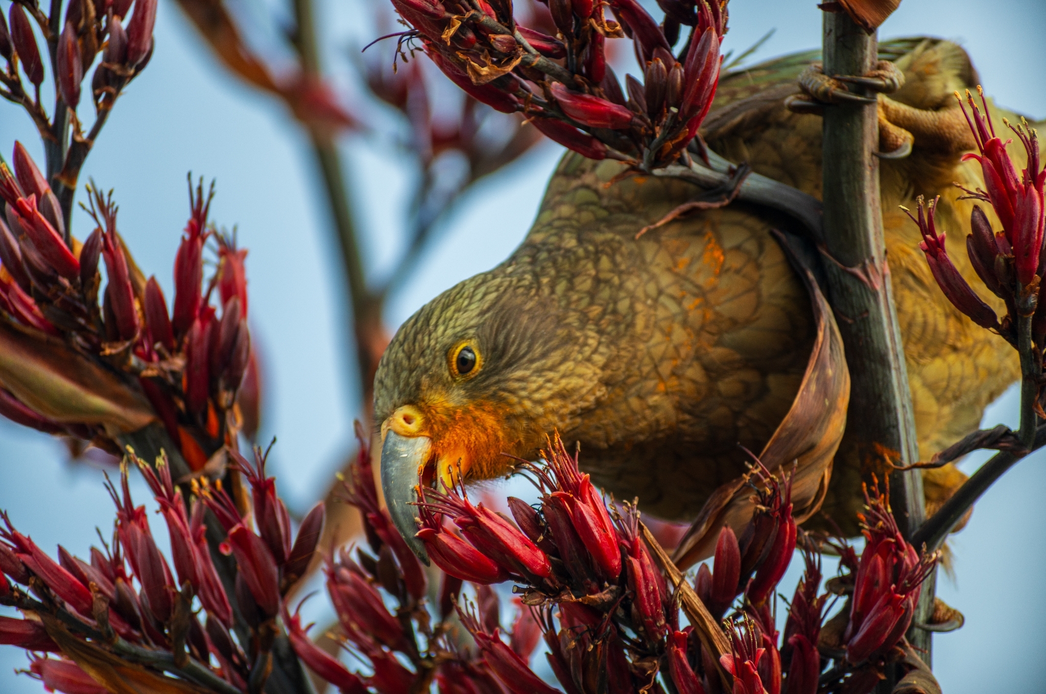 Kea (Nestor notabilis), photo 3