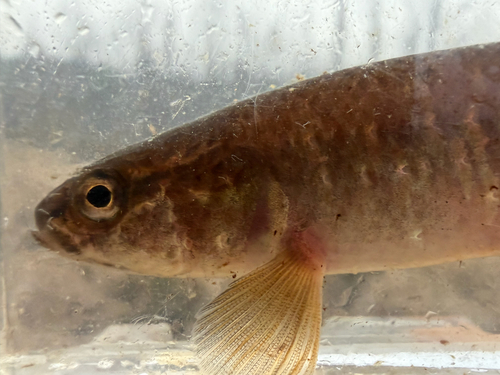 Central mudminnow (Umbra limi) — Umbridae — 5