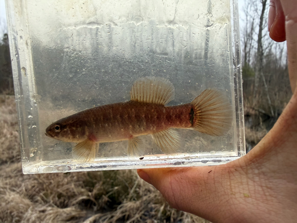 Central mudminnow (Umbra limi) — Umbridae