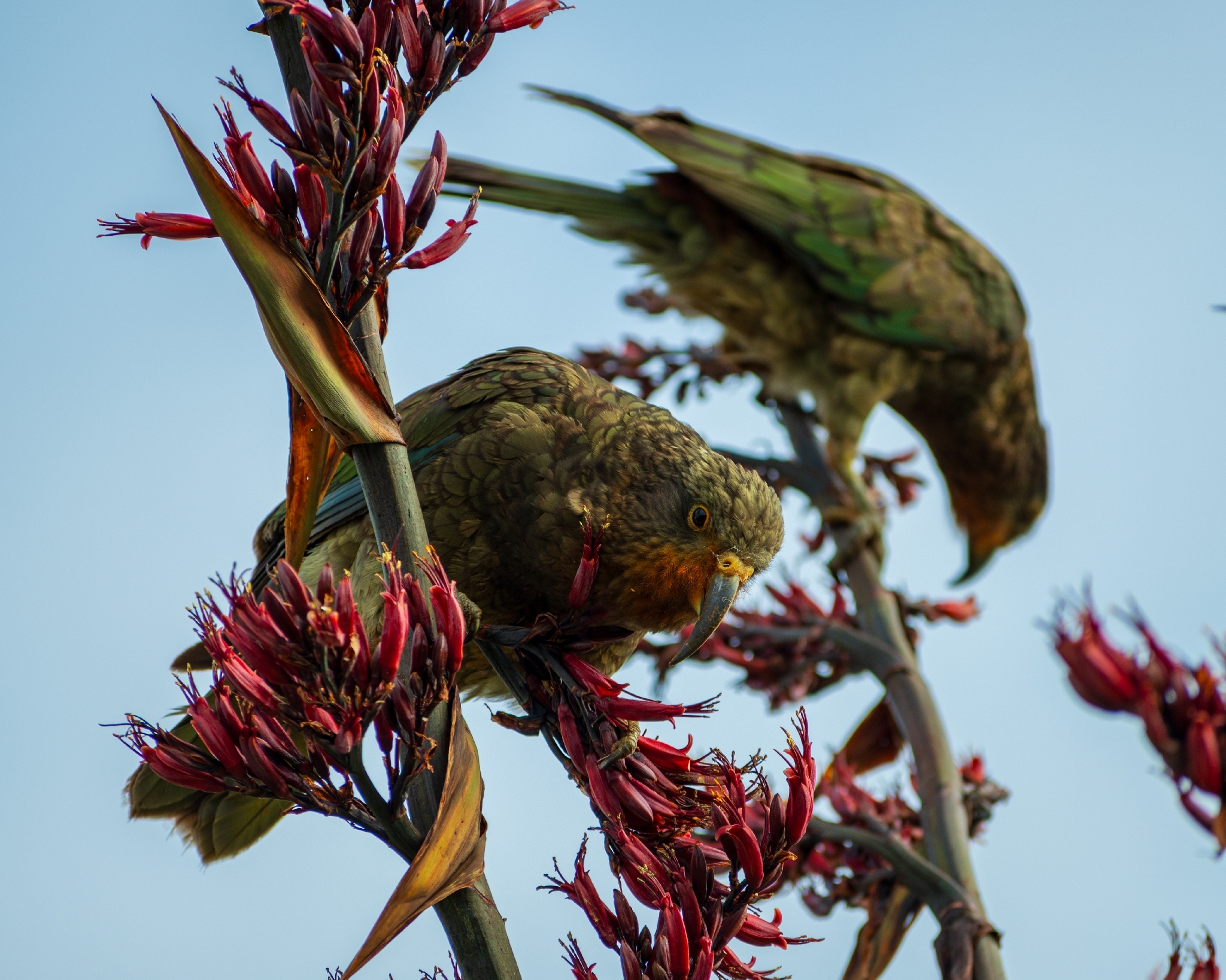 Kea (Nestor notabilis), photo 4