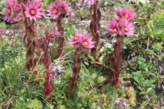 Sempervivum
