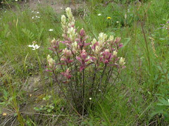 Castilleja hyparctica