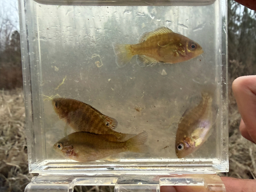 Dwerg-zonnebaars (Lepomis symmetricus) — Centrarchidae — 5