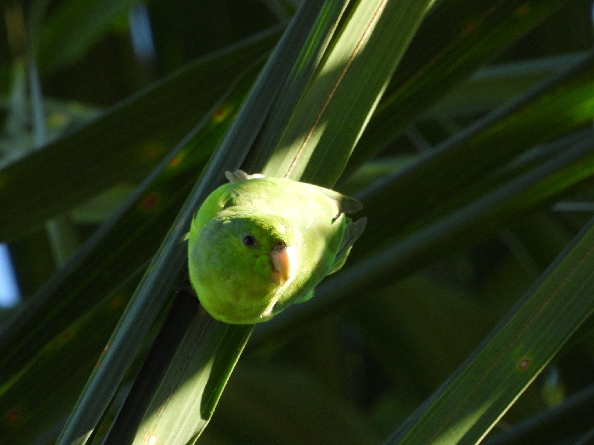 Mexican Parrotlet (Forpus cyanopygius), photo 3