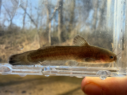 Brown madtom (Noturus phaeus) — Ictaluridae — 3