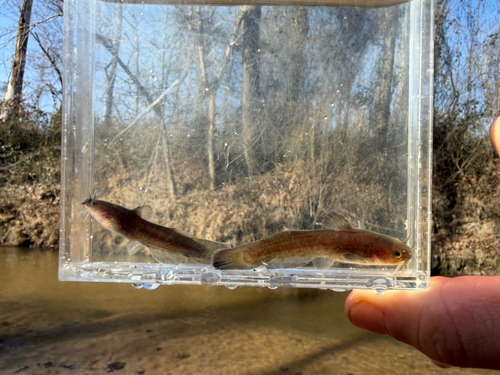 Brown Madtom