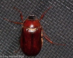 Phyllophaga anxia