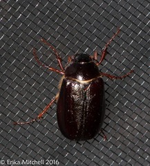 Phyllophaga anxia