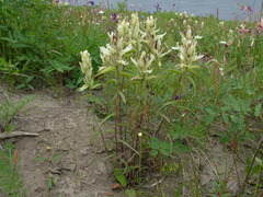 Castilleja hyparctica
