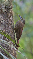 Xiphocolaptes promeropirhynchus