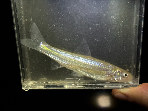 Rivierkarperzalm (Notropis blennius) — Cyprinidae