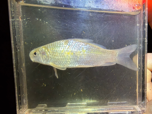 River carpsucker (Carpiodes carpio) — Catostomidae