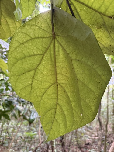 Foto de Nenhum