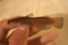 Black Madtom photo 1