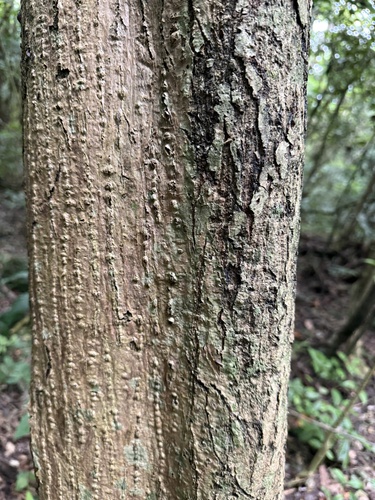 Foto de Nenhum