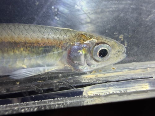 Common emerald shiner (Notropis atherinoides) — Cyprinidae — 4