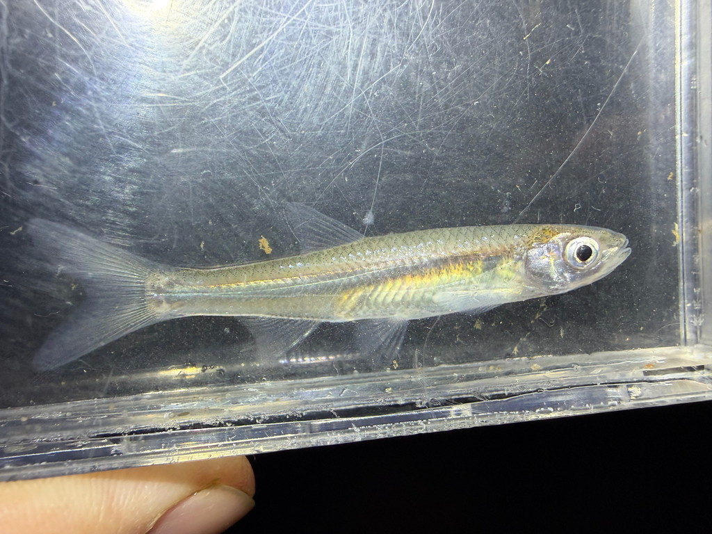 Common emerald shiner (Notropis atherinoides) — Cyprinidae