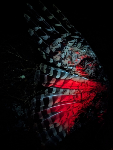 Barred Owl photographed in Washington