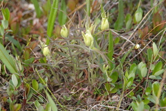 Castilleja hyparctica