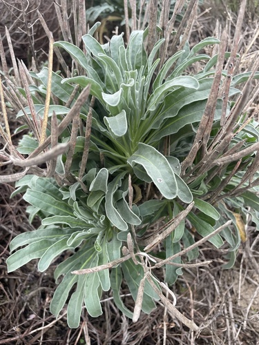 Another photo of Common stock