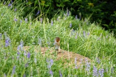 Urocitellus columbianus