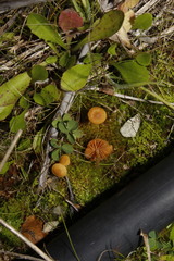 Galerina graminea