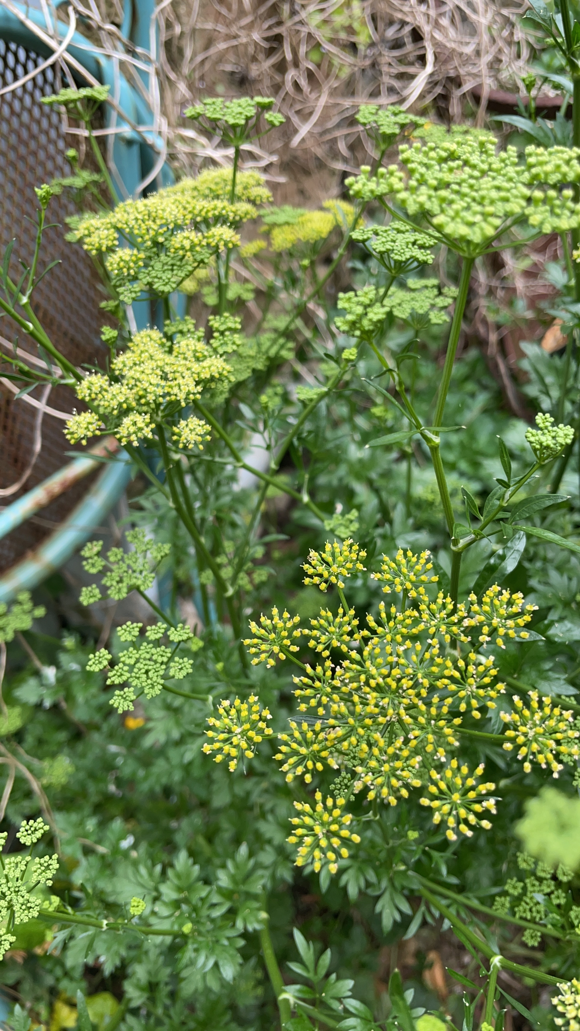 Photo by thecamberwellcarrot via iNaturalist (Copyright thecamberwellcarrot)