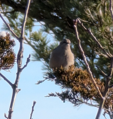 Townsend's Solitaire (Myadestes townsendi), photo 1