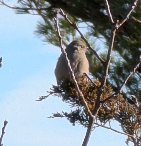 Townsend's Solitaire (Myadestes townsendi), photo 2
