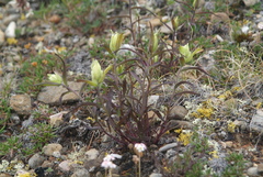 Castilleja hyparctica