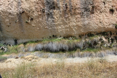 Pinguicula casperiana