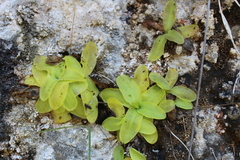 Pinguicula casperiana
