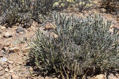(c) James C. Davis, some rights reserved (CC BY-SA) Cylindropuntia tesajo, photograph (c) James C. Davis, some rights reserved (CC BY-SA)