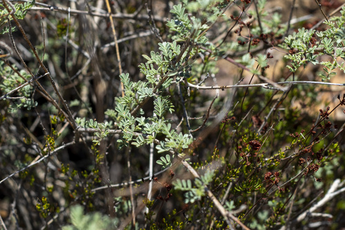 Silver Prairie Clover (Dalea bicolor)