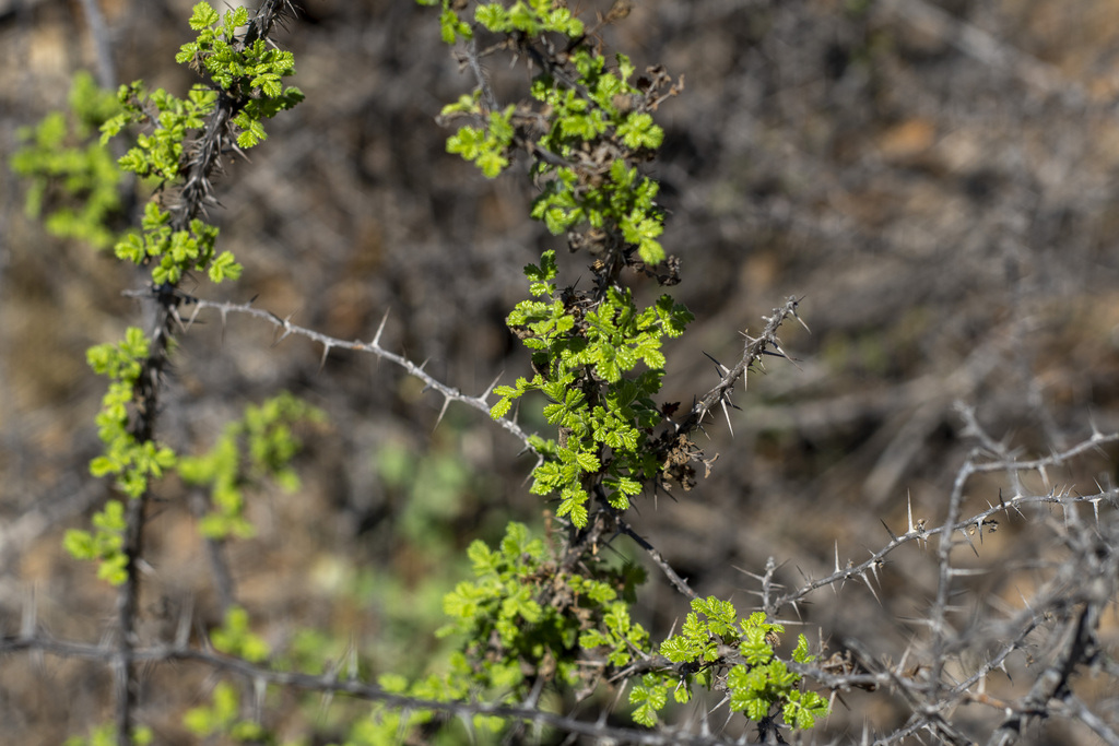 Rosa minutifolia; photograph (c) James C. Davis, some rights reserved (CC BY-SA)