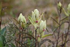 Castilleja hyparctica