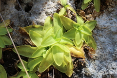Pinguicula casperiana