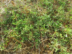 Trianthema portulacastrum