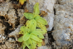 Pinguicula casperiana