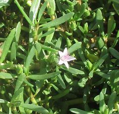 Trianthema portulacastrum
