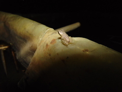 Dendropsophus bogerti