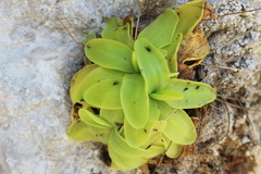 Pinguicula casperiana