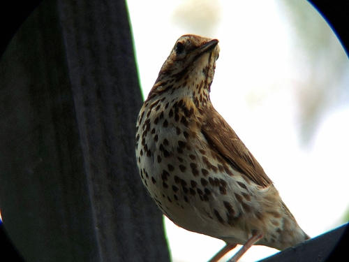 Song Thrush (Turdus philomelos), photo 4