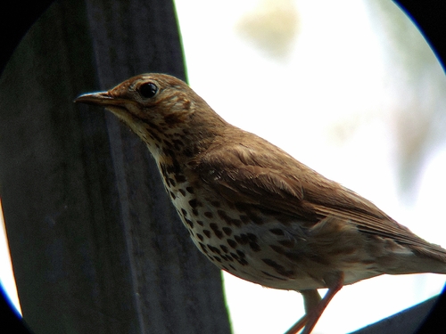 Song Thrush (Turdus philomelos), photo 5
