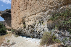 Pinguicula casperiana