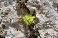 Pinguicula casperiana