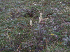 Castilleja hyparctica
