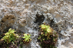 Pinguicula casperiana