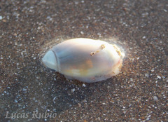 Olivancillaria